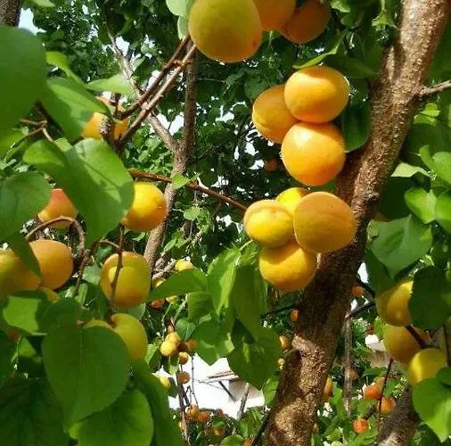 Guest house Eftopia Pansion